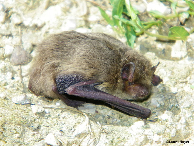 Une chauve-souris porteuse du virus de la rage a été découverte affaiblie, le 26 juin 2016, dans un jardin public à Fontenay-le-Comte, en Vendée.