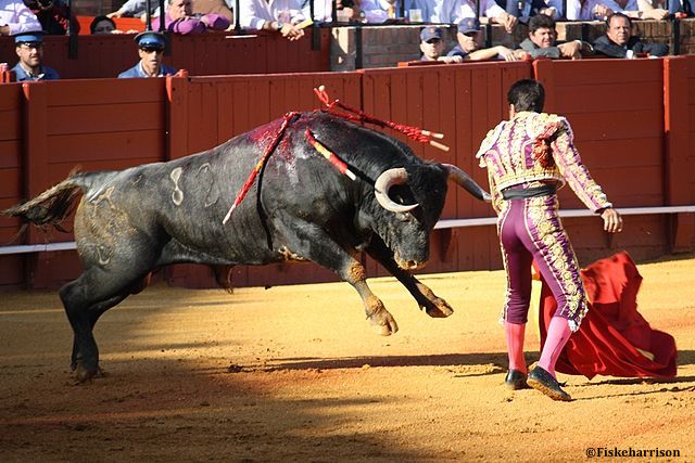 Le Conseil d’État vient de rejeter un pourvoi, confirmant ainsi que la corrida ne figure pas à l’inventaire du patrimoine culturel français.