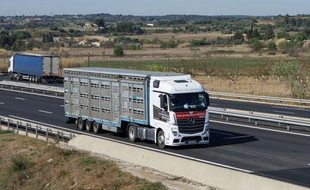 La Commission européenne attire l’attention des vétérinaires et des exportateurs sur les conditions à respecter pour le transport d’animaux vivants vers les pays tiers