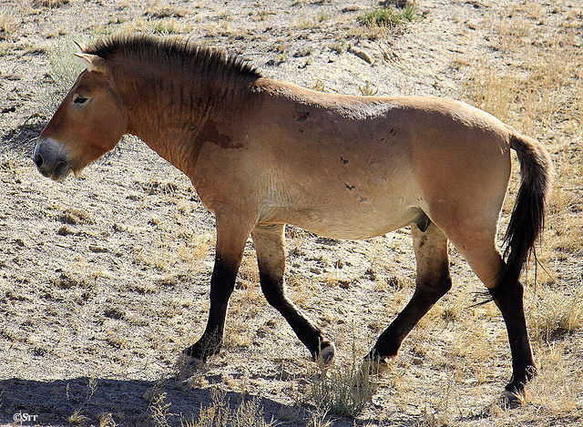 L’étude des données pangénomiques des chevaux anciens et modernes a permis de mieux cerner le processus de domestication des équidés