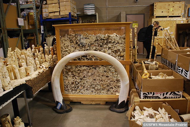 Trafic d’ivoire : la France renforce la lutte contre le commerce de défenses d’éléphant et de cornes de rhinocéros