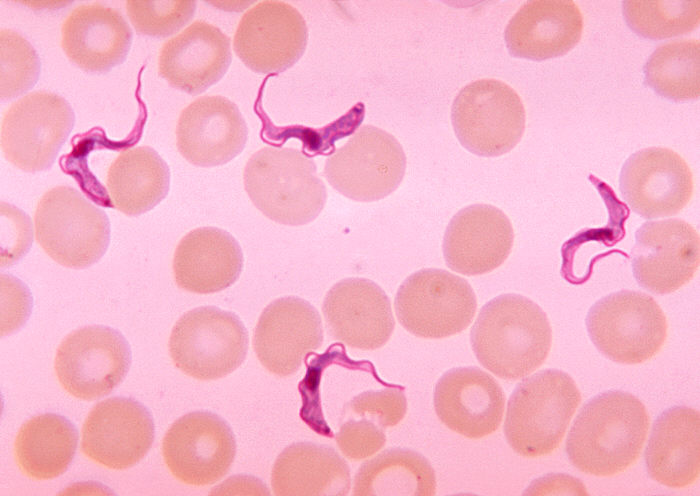 Une substance capable de tuer les agents responsables de trois parasitoses a été identifiée : la leishmaniose, la maladie du sommeil et la maladie de Chagas