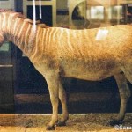 domestication cheval Quagga-