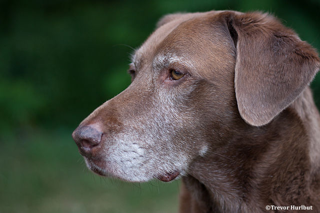Vieillissement : le chien aussi peut espérer vivre plus longtemps