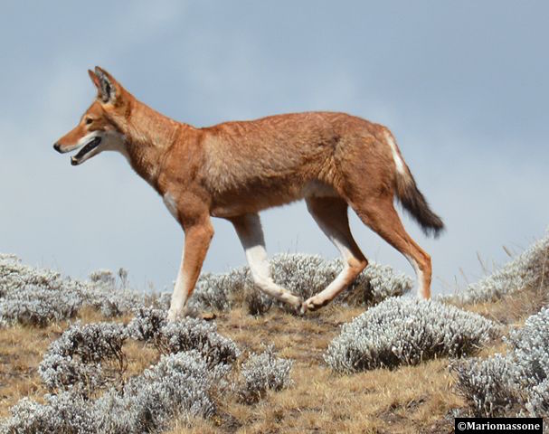 Pour protéger le loup d’Éthiopie et contrôler la rage chez les autres canidés sauvages en danger, il faut intensifier les campagnes de vaccination orale