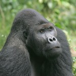 Gorilla beringei UICN
