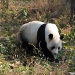 Panda UICN