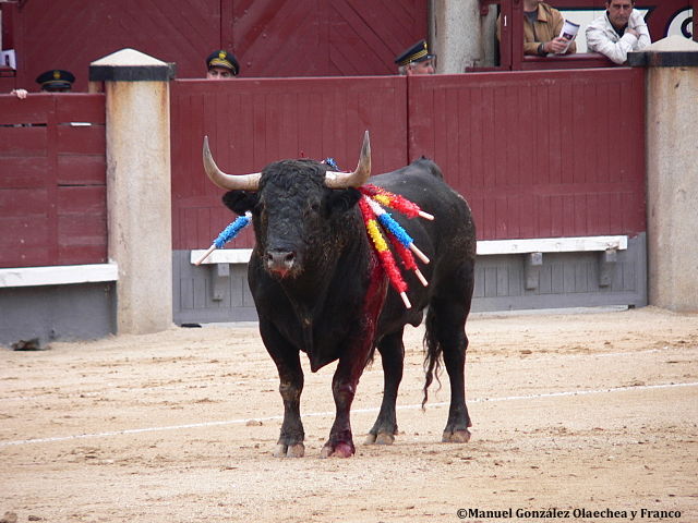 Tauromachie : l’Ordre des vétérinaires prend officiellement position contre la corrida