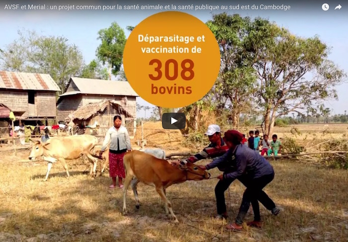 Lutte contre les zoonoses : un projet de trois ans mené à bien au Cambodge