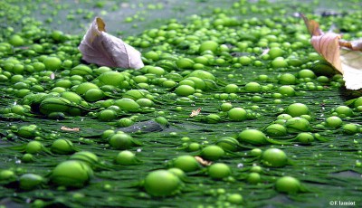 le 2nd “plan national micropolluants” a été lancé le 8 septembre lors de la conférence internationale sur les risques liés aux résidus de médicaments dans l’environnement