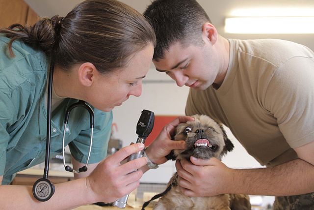 États-Unis : les 11 États les plus rémunérateurs pour les vétérinaires