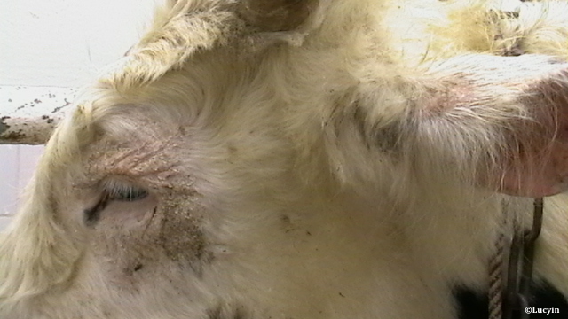 Dermatose nodulaire contagieuse : les bovins sous haute surveillance en Europe