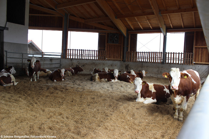 L’utilisation de la litière de copeaux de bois dans les étables laitières, au lieu de la paille, se révèle bénéfique pour le bien-être des vaches laitières
