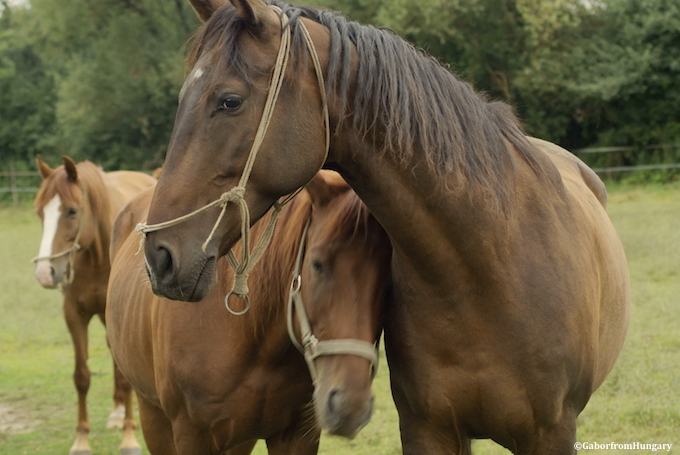 Soins aux équidés : FVE et Feeva recommandent d’insister sur le coût et les responsabilités qui incombent au propriétaire d’un cheval sur le long terme