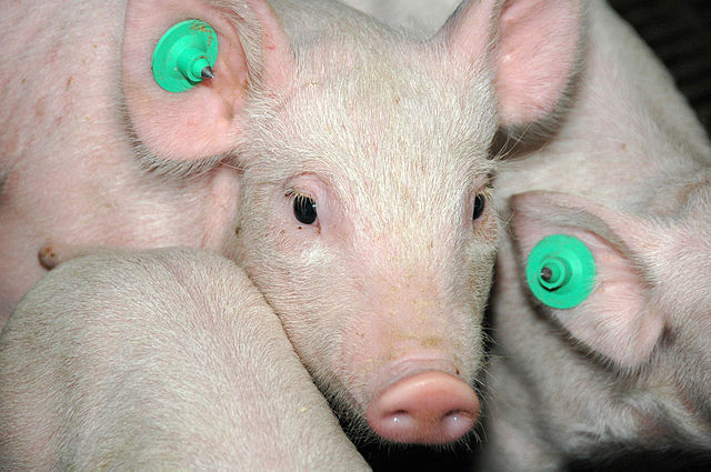 Castration chirurgicale des porcs : l’Europe parviendra-t-elle à bannir cette pratique d’ici à 2018 ?