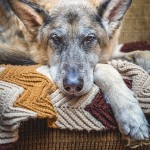 fin de vie soins palliatifs chien