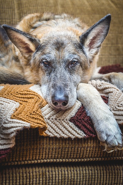 Les vétérinaires américains publient des directives sur les soins palliatifs terminaux pour les animaux de compagnie pour élaborer un plan de fin de vie