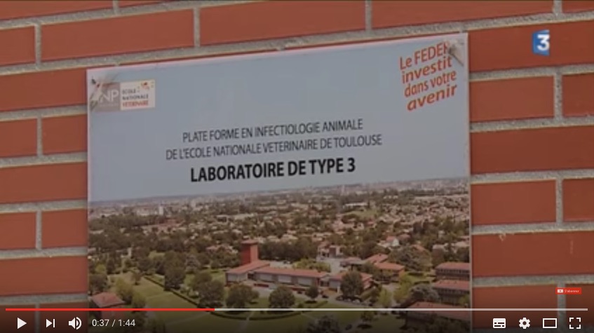Le laboratoire de virologie de l'école vétérinaire de Toulouse étudie la souche H5N8 de l'influenza aviaire