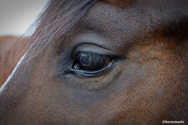 Santé et bien-être des équidés : une résolution devrait améliorer la vie des chevaux, ânes et mules en Europe