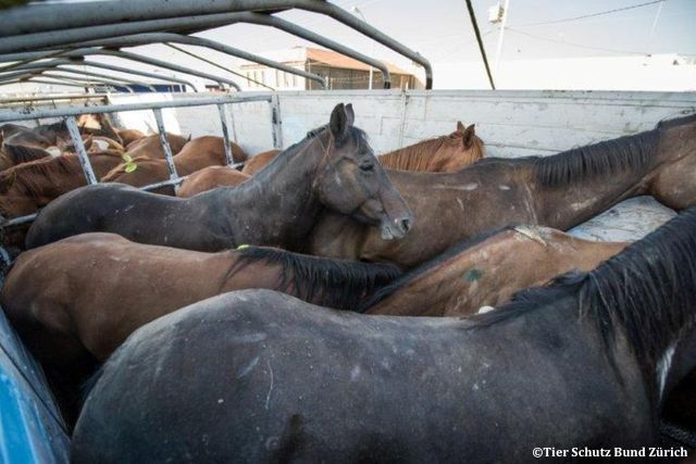 Six organisations de protection animale demandent l’interdiction des importations vers l’Europe de la viande de cheval issue de chevaux abattus sur le continent américain