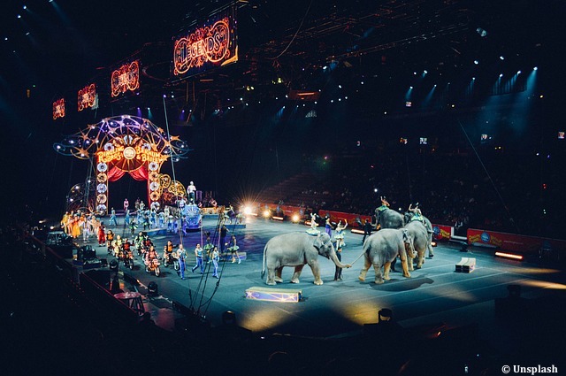 Europe : vers une interdiction des animaux sauvages dans les spectacles de cirque