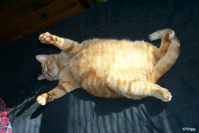 Obésité chez le chat : une alimentation enrichie en probiotiques permet un développement de la masse corporelle maigre