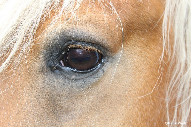 Carcinome épidermoïde équin : un facteur de risque génétique identifié chez plusieurs races de chevaux
