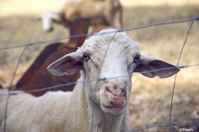 Les laboratoires de santé animale du monde entier, incités à mettre au point un vaccin contre la brucellose chez les ovins et les caprins, ont jusqu’au 18 novembre 2017 pour envoyer leur dossier de candidature