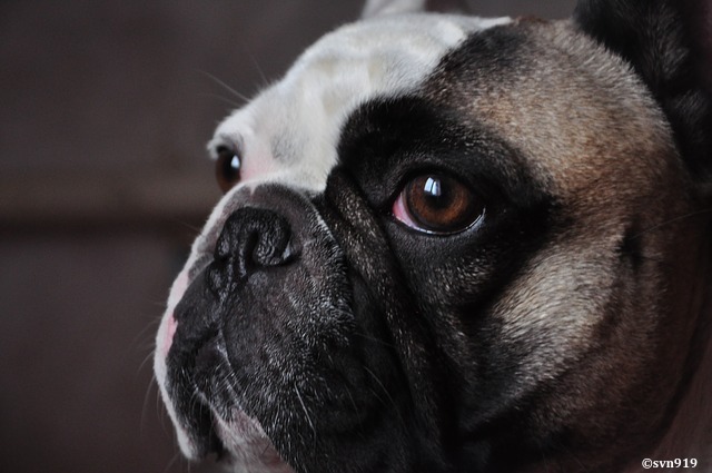 Deux études britanniques se penchent sur les races canines brachycéphales, confrontées à de sévères problèmes de santé et de bien-être directement liés à leur conformation