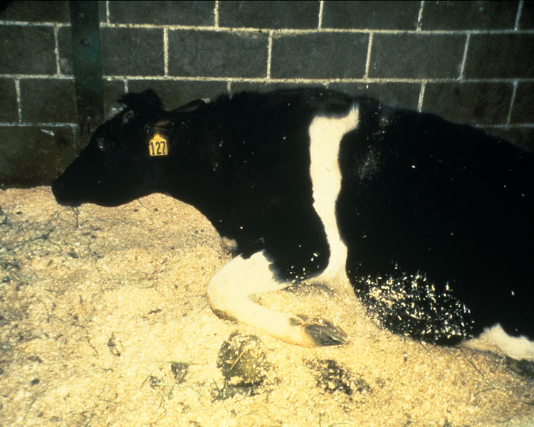 Cas d’ESB en Europe : l’alimentation est probablement la cause de l’infection des bovins