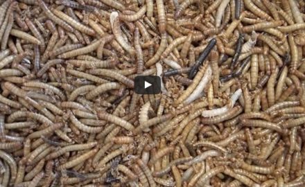 Farines d'insectes : Depuis le 1er juillet, les protéines d’insectes peuvent être utilisées dans l’alimentation des poissons d’élevage en Europe