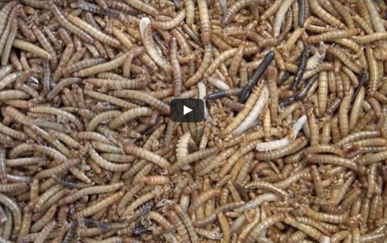 Alimentation animale : feu vert pour les farines d’insectes en aquaculture