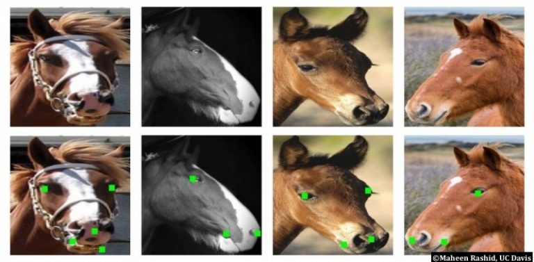 Santé équine : un logiciel pour détecter l’expression de la douleur chez le cheval