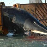 Chasse à la baleine norvege