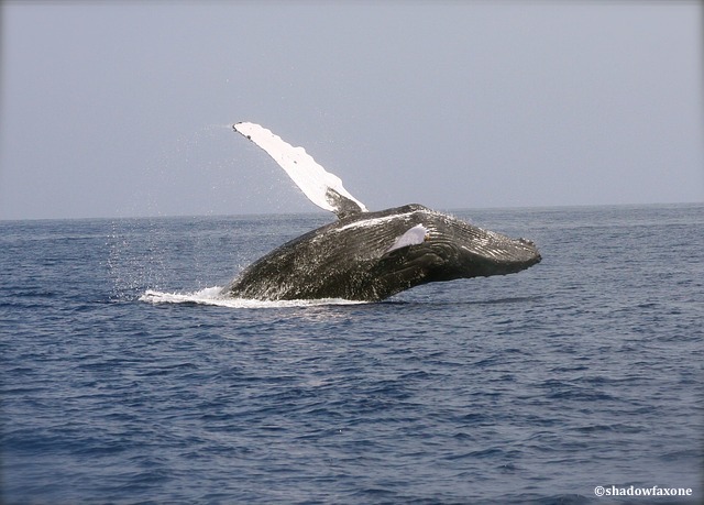 Chasse à la baleine : les eurodéputés appellent la Norvège à arrêter le massacre