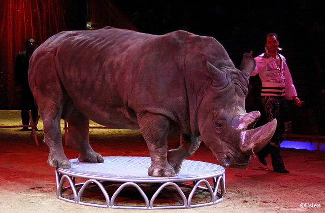 L’Ordre national des vétérinaires français, confirme sa position contre l’utilisation d’animaux sauvages dans les spectacles des cirques itinérants.