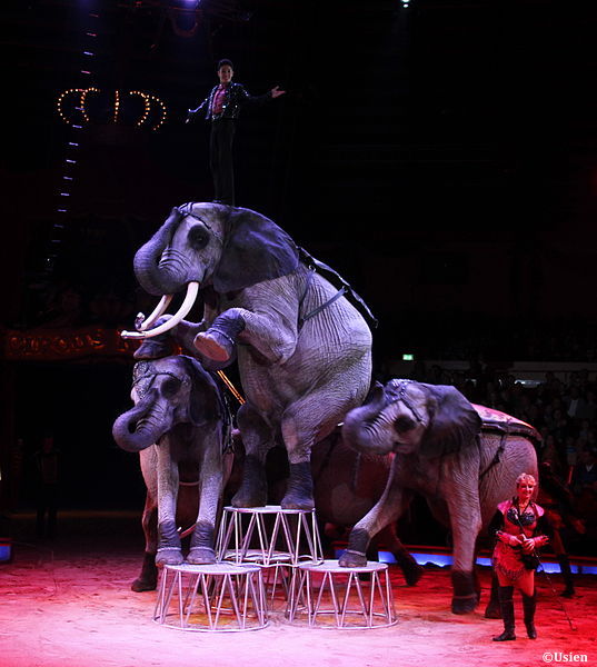 L’Ordre national des vétérinaires français, confirme sa position contre l’utilisation d’animaux sauvages dans les spectacles des cirques itinérants.