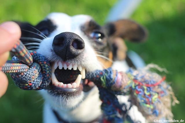 Dentisterie vétérinaire: la Wsava publie ses directives sur les soins bucco-dentaires pour animaux de compagnie & l'odontologie dans les écoles vétérinaires