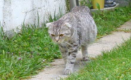 L’issue de la péritonite infectieuse féline (PIF), une maladie virale contagieuse qui touche généralement les chatons, est presque toujours fatale.