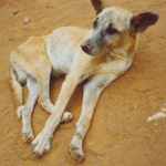 Leishmaniose viscerale canine