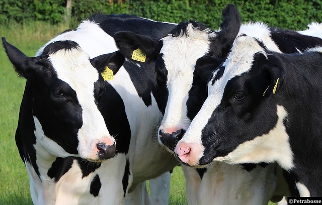 Antibiotiques : un nouvel outil à la disposition des vétérinaires et des éleveurs britanniques