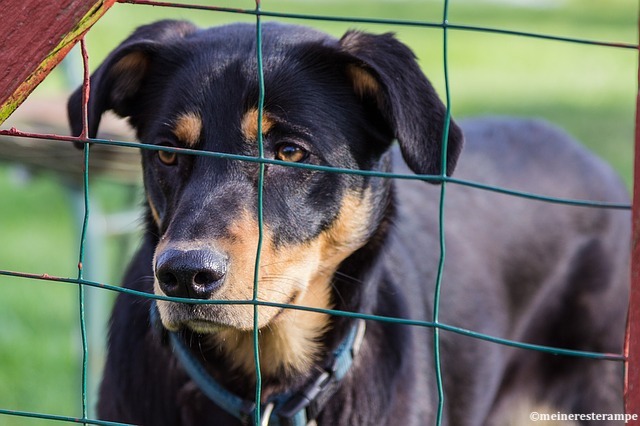 La Suisse révise sa législation dans le domaine vétérinaire