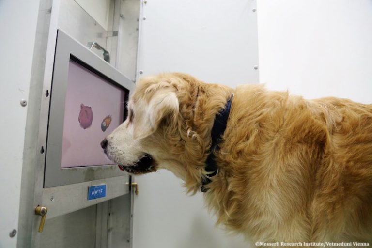 Interaction animal-ordinateur : le vieux chien stimulé grâce à des jeux sur écran tactile