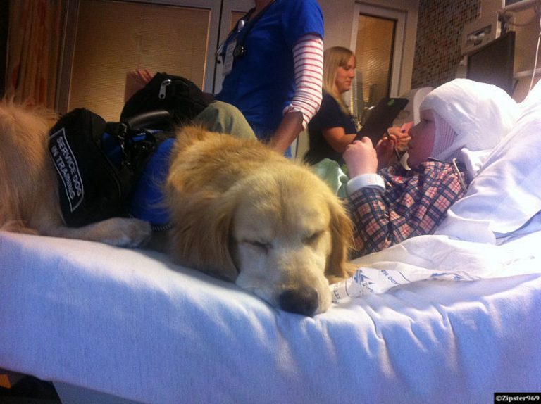 Zoothérapie: les chiens thérapeutes interviennent désormais en soins intensifs