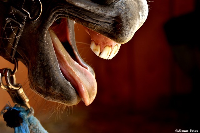 L’exercice de la dentisterie équine par des techniciens non vétérinaires permet l'élimination des pointes d’émail et des aspérités des tables dentaires, l' extraction de dents de lait et des dents de loup.