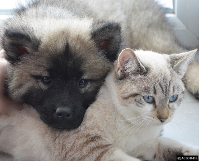 Animaux de compagnie et vétérinaire : les Français considèrent la santé de leur animal comme une priorité