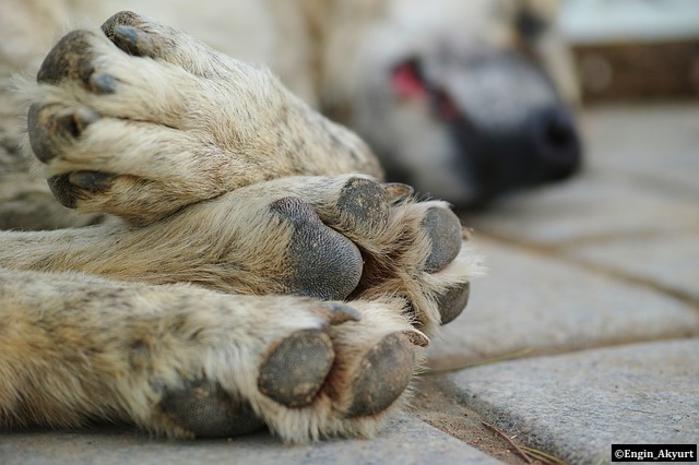 Gestion de la fin de vie : Anima Care pour les vétérinaires et les propriétaires d’animaux de compagnie