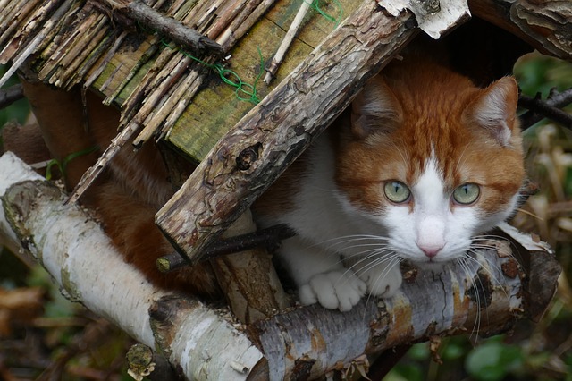 La Nouvelle-Zélande envisage d’interdire les chats domestiques dans le sud de son territoire pour protéger la faune locale, notamment plusieurs espèces d’oiseaux indigènes
