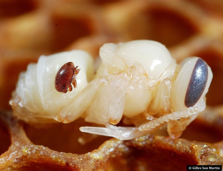 Mortalité des abeilles: une menace dépasse de loin toutes les autres, l’acarien Varroa destructor, spécialisé dans l’infestation des abeilles domestiques