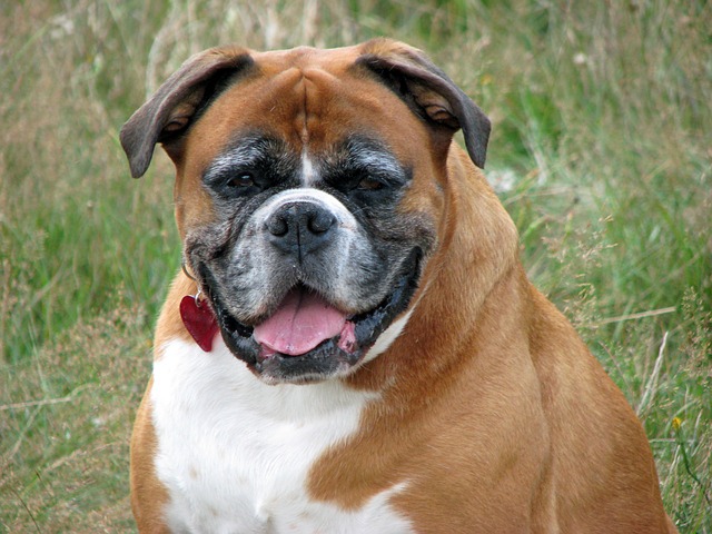 Obésité canine : la condition physique des chiens stérilisés a un impact non négligeable sur la durée de vie